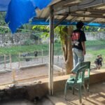 Polres Palopo Tindak Cepat Laporan Warga, Dua Lokasi Dugaan Sabung Ayam Dibongkar