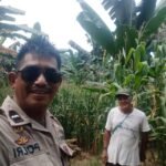 Bhabinkamtibmas Pentojangan Palopo Monitoring Tanaman Jagung Warga Dalam Dukung Ketahanan Pangan